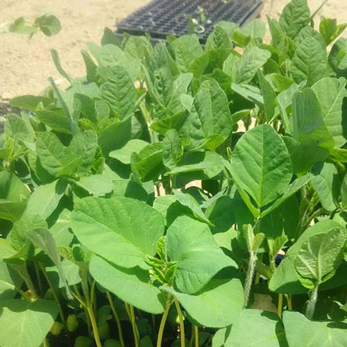 6/9 高速道路脇の畑に枝豆の苗6000本を植えました。