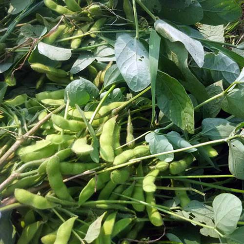 8/6 本日、高速道路脇の枝豆を収穫しました。