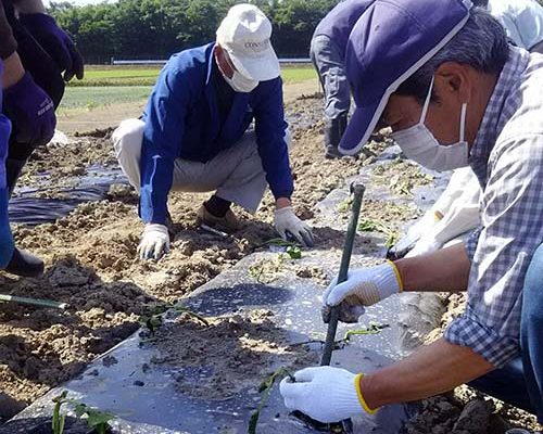 6/1 高速道路脇の畑にさつまいもを植えました。