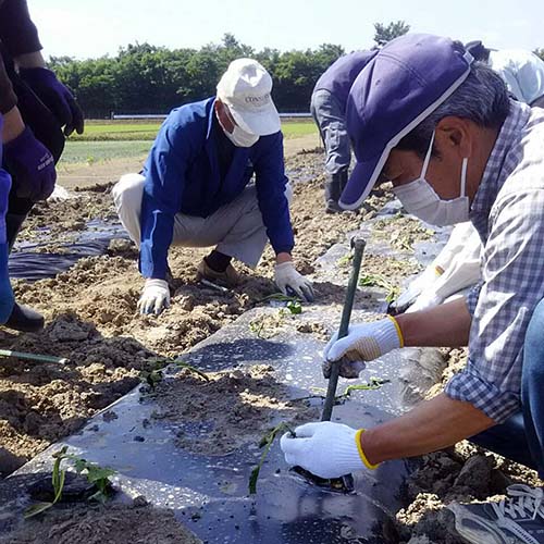 6/1 高速道路脇の畑にさつまいもを植えました。