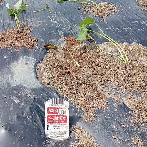 5/26㈪　町内の皆さんと、サツマイモの定植を行いました。