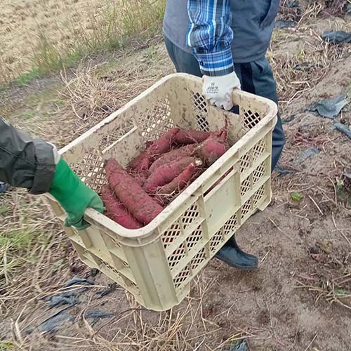 2026/10/4㈰　町内の皆さんと、サツマイモ🍠（紅はるか）の収穫を行いました。